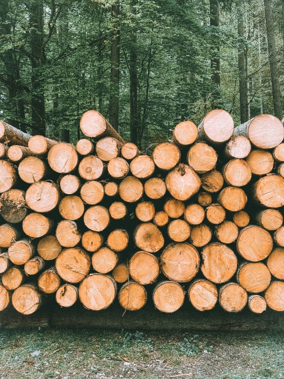 a pile of logs in the woods with the words the best way to get rid of wood